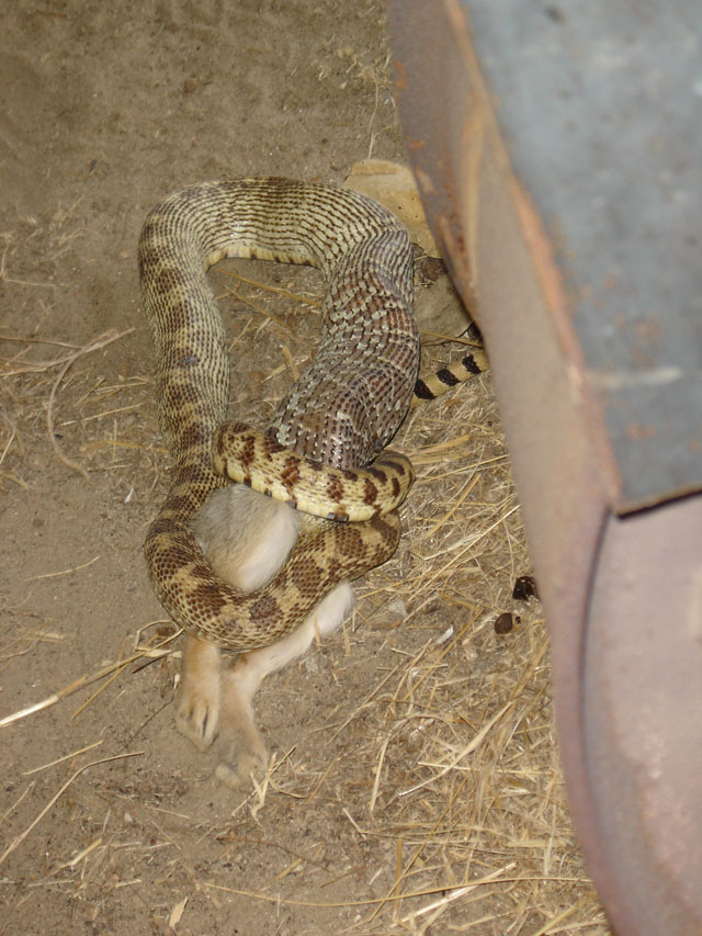 Serpente Che Mangia Un Coniglio